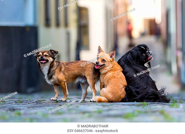 three small dogs sitting on a cobblestone road in the city