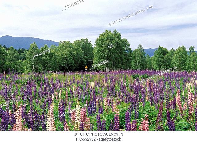 A Field Of Lupine