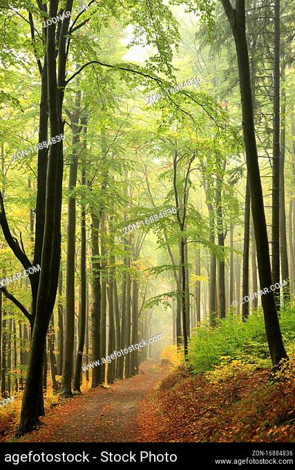 Autumn beech forest with mist in the distance, Bischofskoppe Mountain, October, Poland