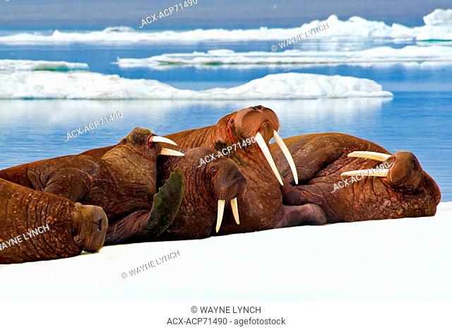 Pacific Walrus, Odobenus rosmarus, haul out on sea ice Canadian Arctic
