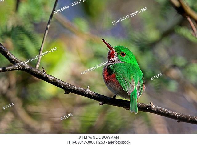 Broad-billed Tody (Todus subulatus) adult, perched on twig, Bahoruco Mountains N.P., Dominican Republic, January