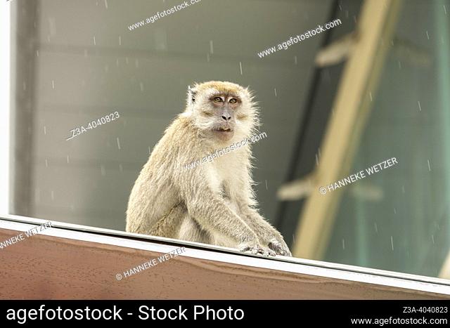 Monkey in the rain in Malaysia, Asia
