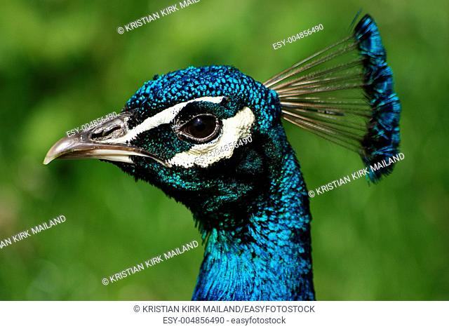 A peacocks head