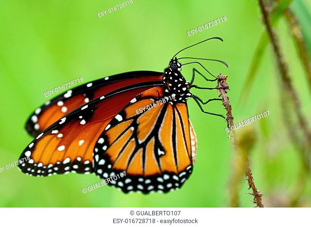 Beautiful Queen butterfly( Danaus gilippus thersippus) perched on a grass stem