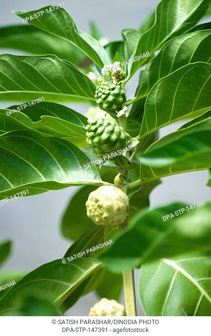 Medicinal plant local name bartondi Indian mulberry morinda citrifolio linn