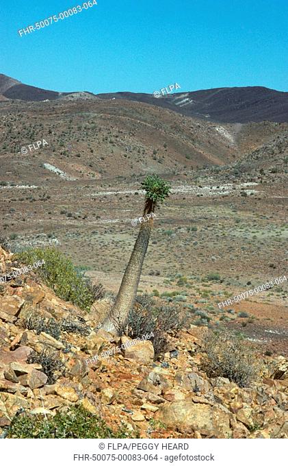 Halfmens Pachypodium namaquanum growing in desert habitat, Vioolsdrift, Richtersveld N P , South Africa