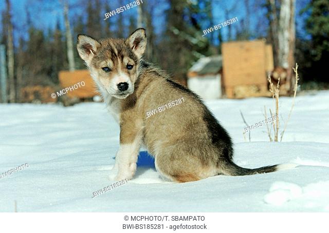 Alaskan Husky (Canis lupus f. familiaris), whelp, USA, Alaska