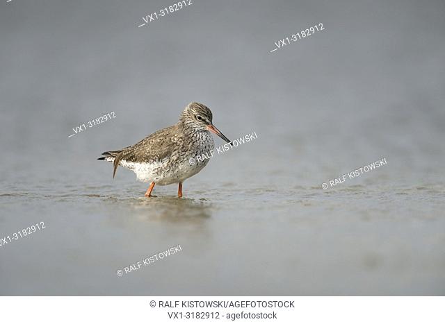 Redshank ( Tringa totanus ), wading through shallow waters in wadden sea, searching for food, wildlife, Germany.