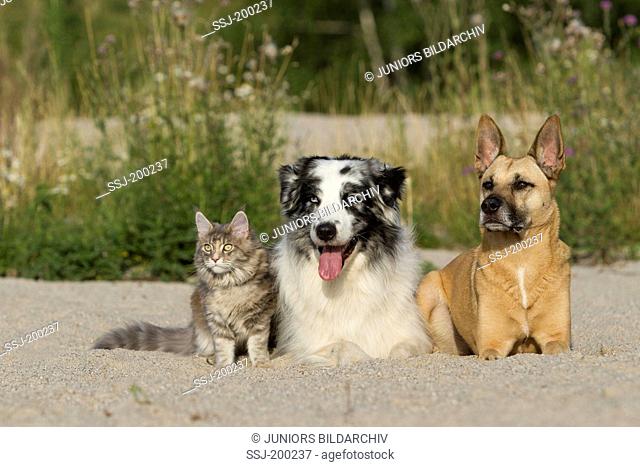 American Longhair, Maine Coon. Kitten, mixed-breed dog and Australian Shepherd next to each other on sand. Germany