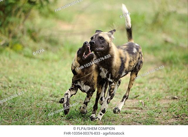 African Wild Dog Lycaon pictus adult with pup, begging for food, Kwando Lagoon, Linyanti, Botswana