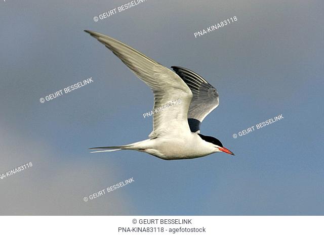 Common Tern Sterna hirundo - Wagejot, Texel, Wadden islands, North Holland, The Netherlands, Holland, Europe