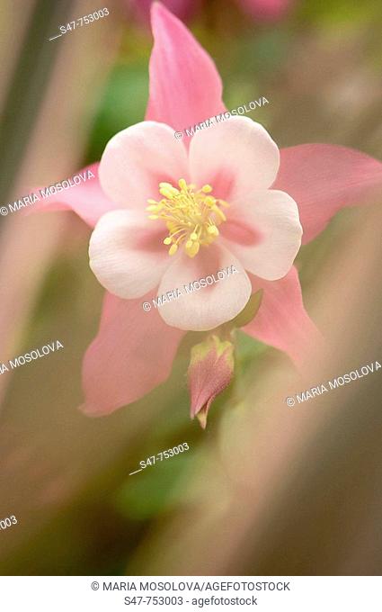 Pink Columbine Flower and Bud. Aquilegia hybrid. April 2008, Maryland, USA