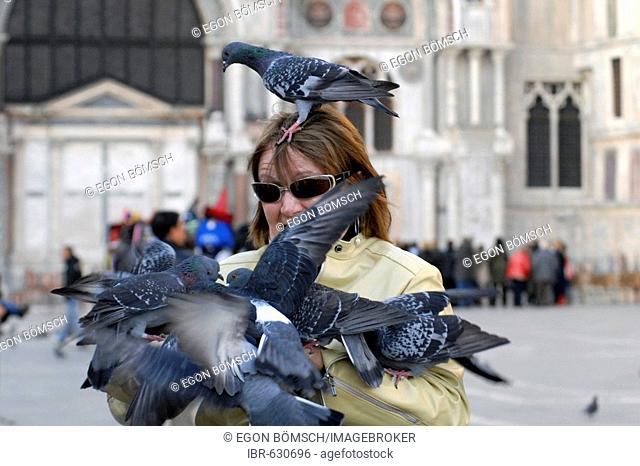 Pigeons (Columbidae) at Piazza San Marco, Venice, Veneto, Italy, Europe