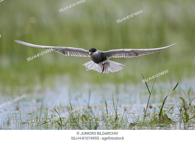 Whiskered Tern (Chlidonias hybrida). Adult in flight. Brandenburg, Germany