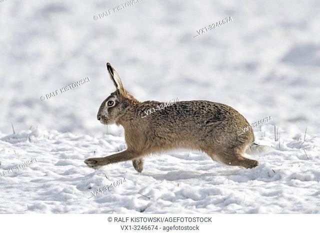 Brown Hare / European Hare / Feldhase ( Lepus europaeus ) in winter, running over snow covered farmland, side view, wildlife, Europe