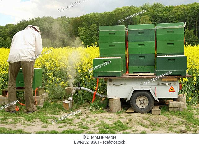 beekeeper controlling beehives near rape field