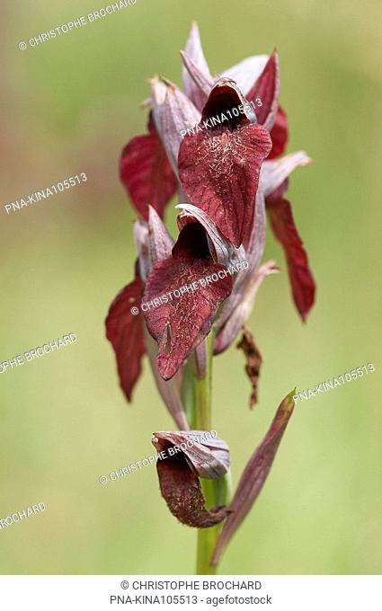 Heart-Flowered Orchid Serapias cordigera - La Guittière, Vendee, Pays de la Loire, France, Europe