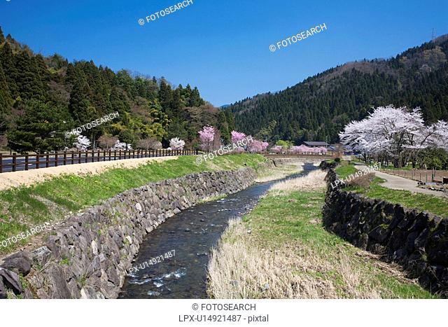 Cherry blossoms at Ichijyo-tani Asakura ruins, Fukui Prefecture, Honshu, Japan