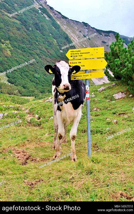 hike to latschberg (1949 m), cow breed holstein, signpost towards marchgatter, zireiner alm, brandenberg alps, tyrol
