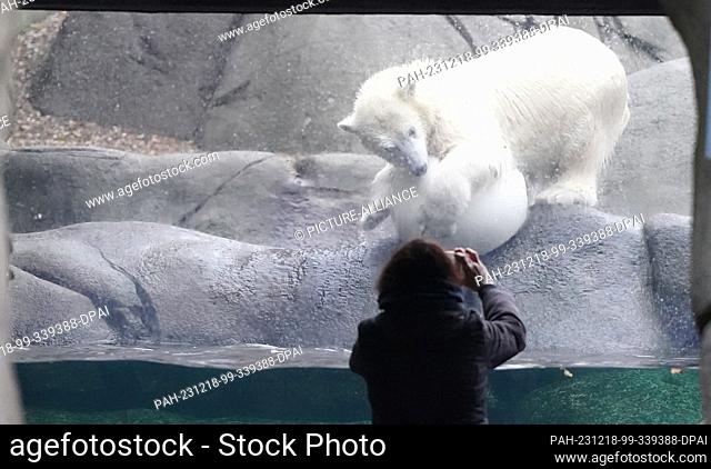 18 December 2023, Hamburg: Polar bear girl Anouk plays in the polar bear enclosure in the Arctic Ocean at Hagenbeck Zoo. Anouk will be one year old on 19