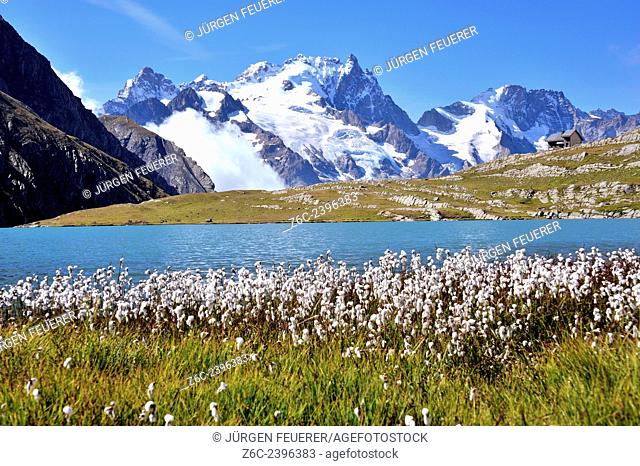 Mountain lake Lac du Goléon with cotton grass in the foreground and the mountain La Meije, Hautes-Alpes, French Alps, France