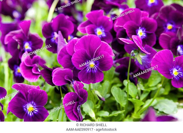'Venus Purple' Pansy, Viola wittrockiana at Vista CA USA