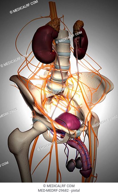 Nerve supply of the urinary system