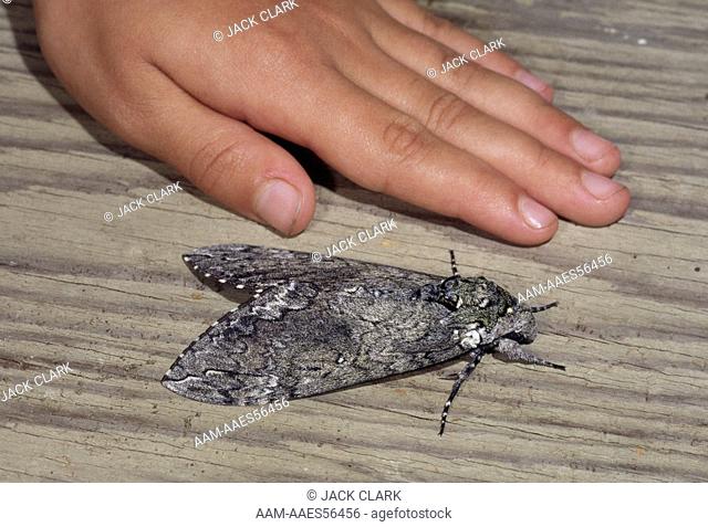 Tomato Hornworm moth (Manduca quinquemaculata) with child's hand