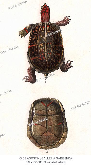 1 Pond turtle (Emys), 2 Lower part of the Pond turtle, colour copper engraving, retouched in watercolour, 9x15 cm, from Dizionario delle scienze naturali...