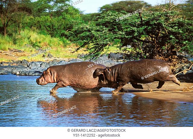 HIPPOPOTAMUS hippopotamus amphibius, ADULTS ENTERING WATER, MASAI MARA PARK IN KENYA