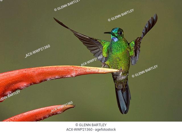 Green-crowned Brilliant Heliodoxa jacula feeding at a flower while flying in the Milpe reserve in northwest Ecuador