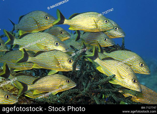 Shoal of blue-striped grunts (Haemulon sciurus), Caribbean Sea near Maria la Gorda, Pinar del Río Province, Caribbean, Cuba, Central America