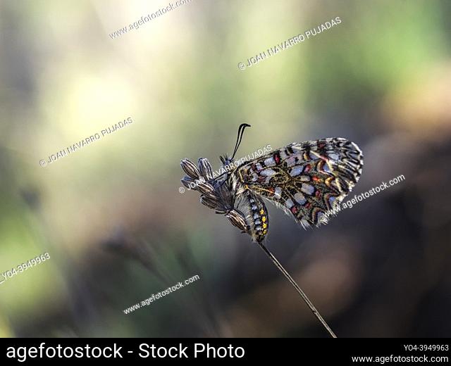 Zerynthia rumina, Pieridae, Parnasiinae, arlequí, arlequín, Spanish festoon