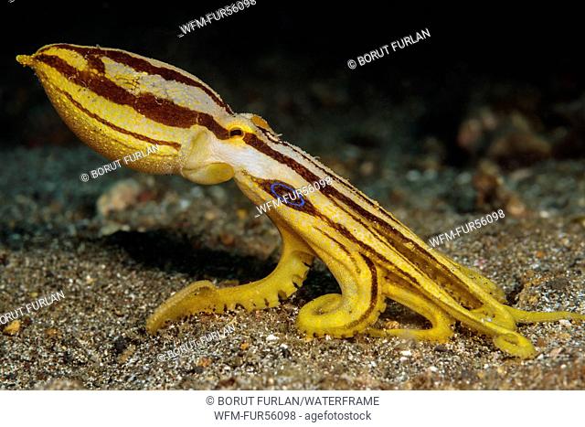 Poison Ocellate Octopus, Octopus mototi, Lembeh Strait, North Sulawesi, Indonesia