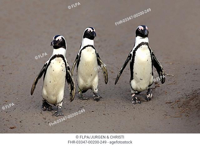 Jackass Penguin Spheniscus demersus three adults, walking on beach, Betty's Bay, Western Cape, South Africa