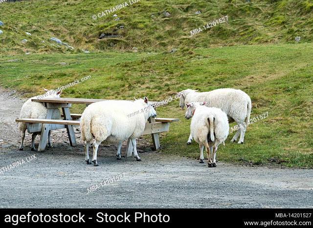 Norway, Lofoten, Vestvagøya, Eggum, sheep rub against picnic table