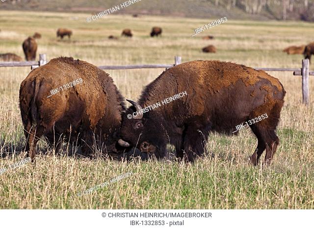 Fighting American Bisons, American Buffalos (Bison bison), Grand Teton National Park, Wyoming, America, United States