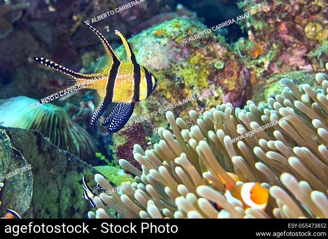 Banggai Cardinalfish, Pterapogon kauderni, Lembeh, North Sulawesi, Indonesia, Asia
