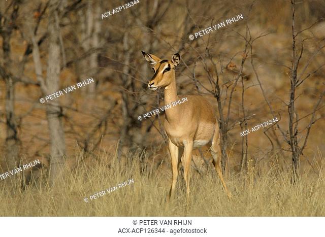 Black-faced Impala ewe (Aepyceros melampus) is a medium sized antelope found in southern Africa, Hobatera Lodge, Otjovasandu, Namibia, Africa