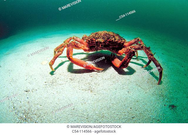 Great Spider Crab (Maja squinado)