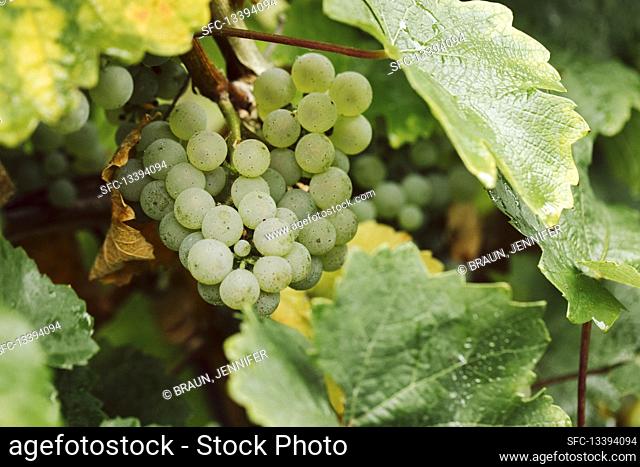 White grapes on a vine