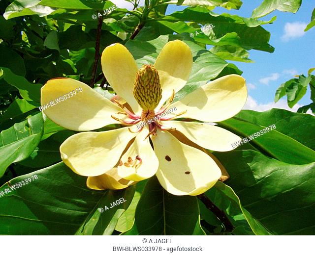 Umbrella Magnolia, Umbrella Tree, Magnolia Parasol Magnolia tripetala, flower