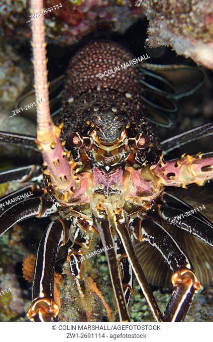 Spiny Lobster (Panulirus penicillatus), Night dive, Wagmab dive site, Balbulol Island, Misool, Raja Ampat (4 Kings), West Papua, Indonesia