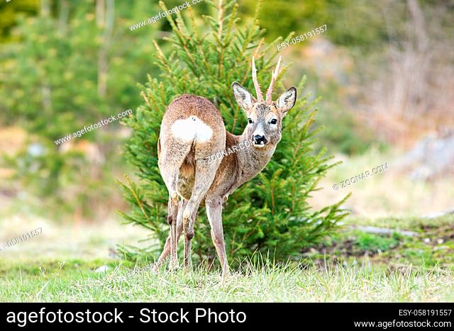 Adult roe deer, capreolus capreolus, buck looking behind on meadow in mountains with green grass. Male animal standing in nature near spruce from back view