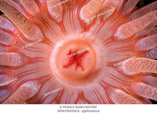 detail of the mouth of a Crimson anemone, Cribrinopsis fernaldi, British Columbia, Pacific Ocean, Canada