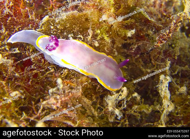 Slug, Nudibranch, marine gastropod mollusca, Cabo Cope-Puntas del Calnegre Natural Park, Mediterranean Sea, Region de Murcia, Murcia, Spain, Europe