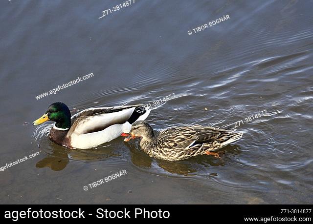 Mallard, ducks, anas platyrhynchos, male and female,