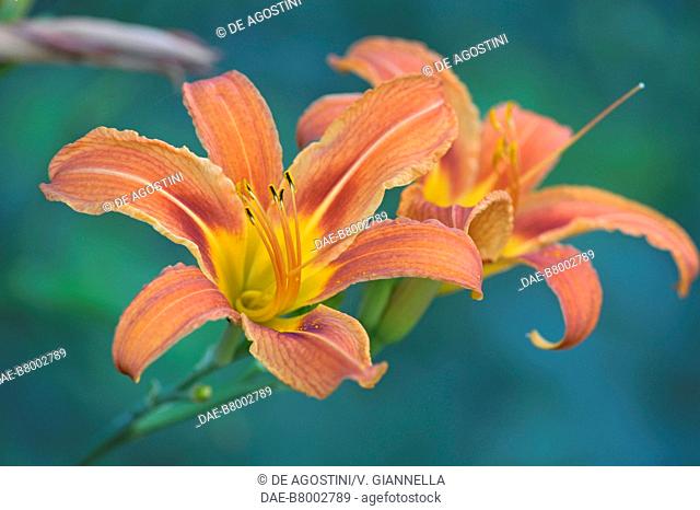 Orange lily, fire lily or tiger lily (Lilium bulbiferum croceum), Liliaceae, Giusti Garden, Verona, Veneto, Italy