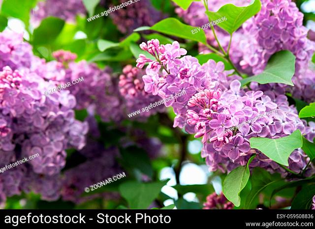 Blooming violet Lilac against the background of green leaves