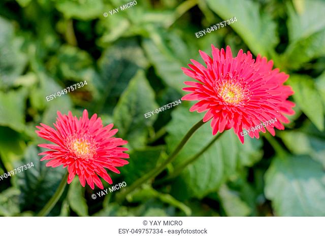 Two Barberton daisy gerbera with leaves in background. Known Transvaal daisy or Barbertonse madeliefie, Gerbera jamesonii is a species of flowering plant found...